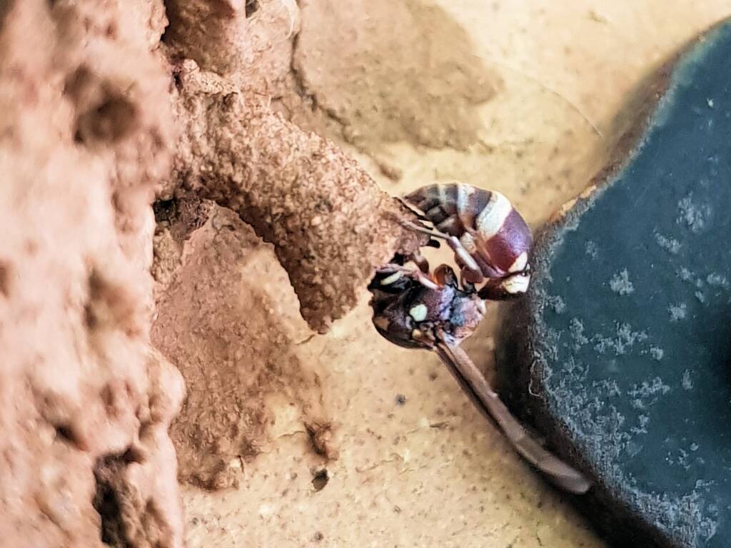 Paralastor sp (subfamily Eumeninae) - small potter wasp, Alice Springs NT