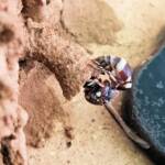 Paralastor sp (subfamily Eumeninae) - small potter wasp, Alice Springs NT