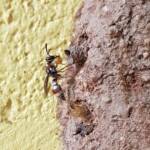 Paralastor sp (subfamily Eumeninae) - small potter wasp, Alice Springs NT