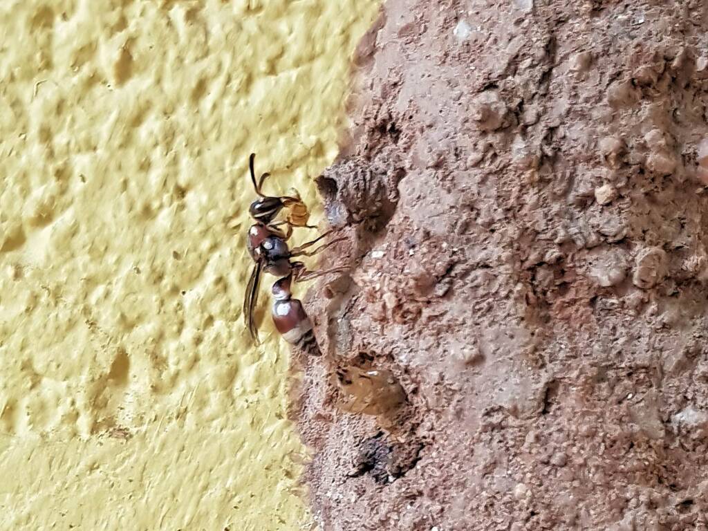 Paralastor sp (subfamily Eumeninae) - small potter wasp, Alice Springs NT