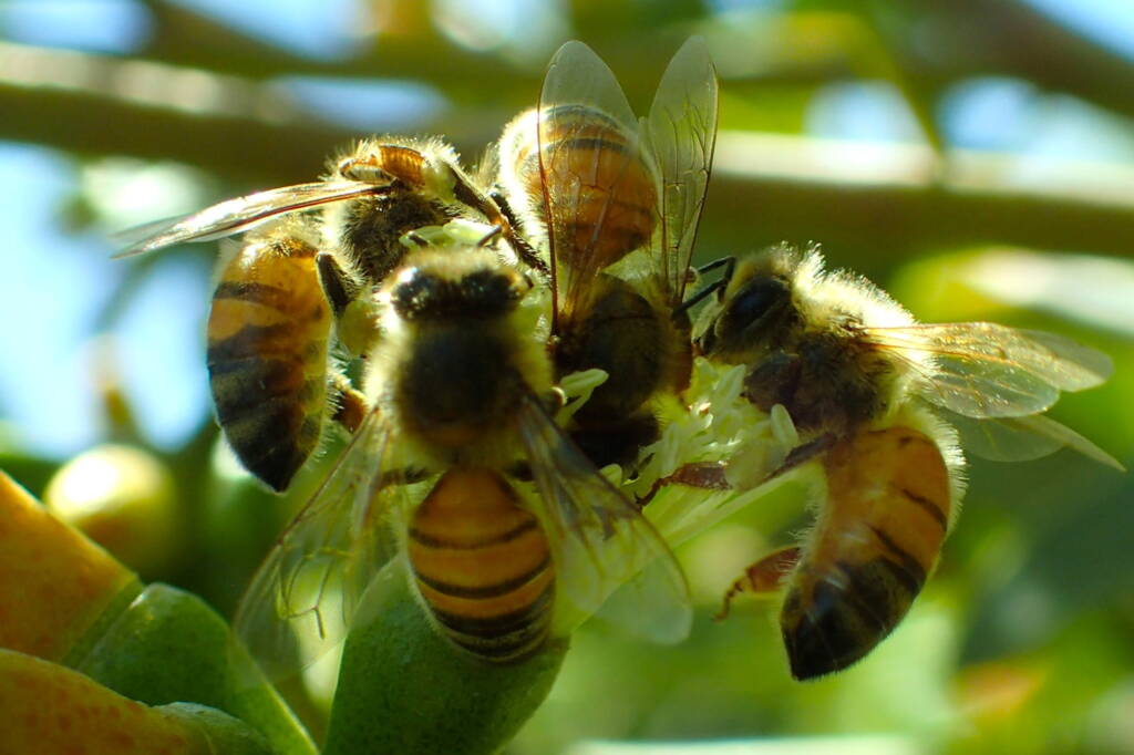 European Honey Bee and the Megachile canifrons © Gary Taylor