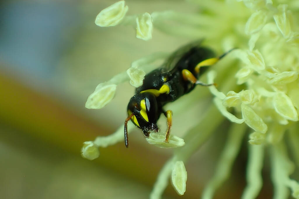 European Honey Bee and the Hylaeus (Gnathoprosopis) © Gary Taylor