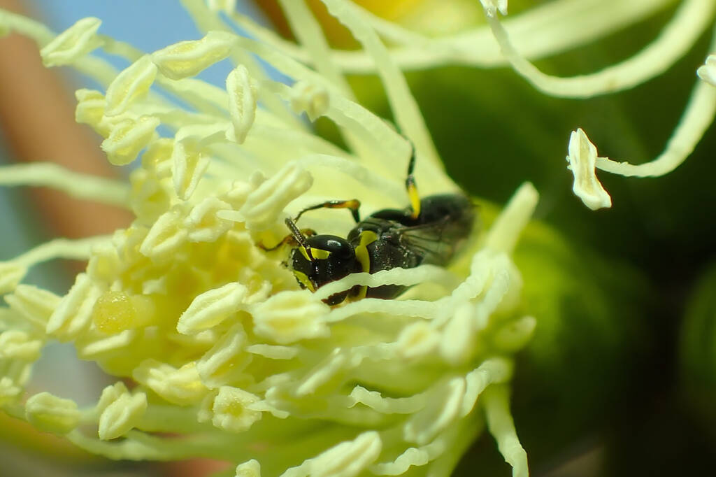 European Honey Bee and the Hylaeus (Gnathoprosopis) © Gary Taylor