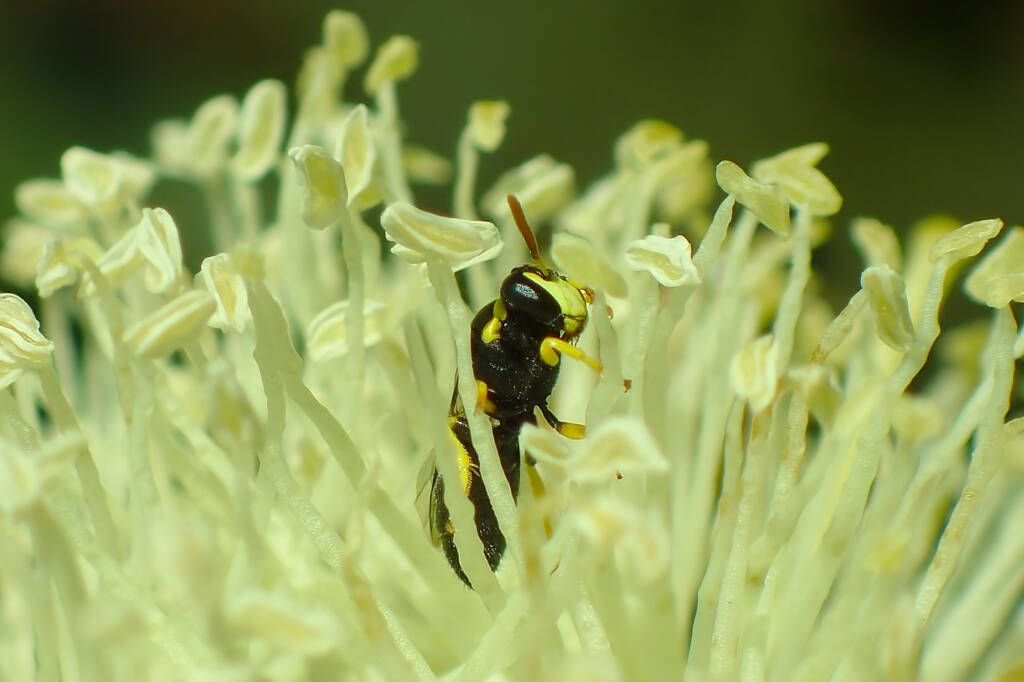 European Honey Bee and the Hylaeus (Gnathoprosopis) © Gary Taylor