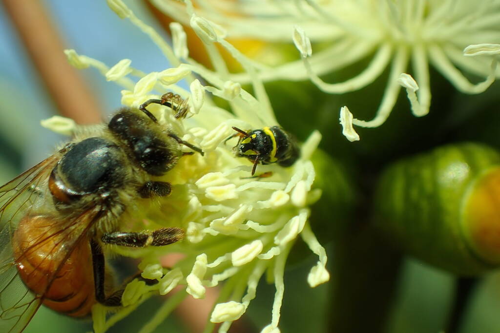 European Honey Bee and the Hylaeus (Gnathoprosopis) © Gary Taylor