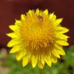 Exoneurella eremophila on the Golden Everlasting (Xerochrysum bracteatum)