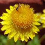 Exoneurella eremophila on the Golden Everlasting (Xerochrysum bracteatum)