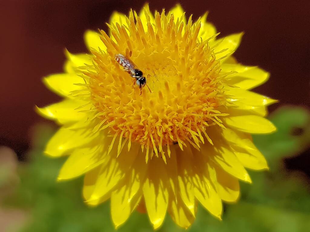 Exoneurella eremophila on the Golden Everlasting (Xerochrysum bracteatum)