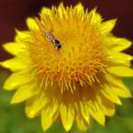 Exoneurella eremophila on the Golden Everlasting (Xerochrysum bracteatum)