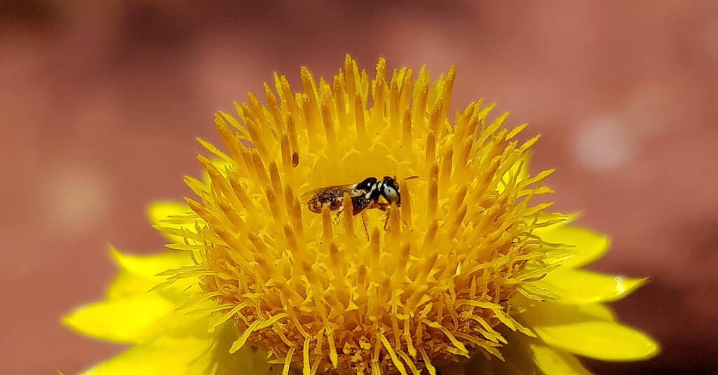 Exoneurella eremophila on the Golden Everlasting (Xerochrysum bracteatum)