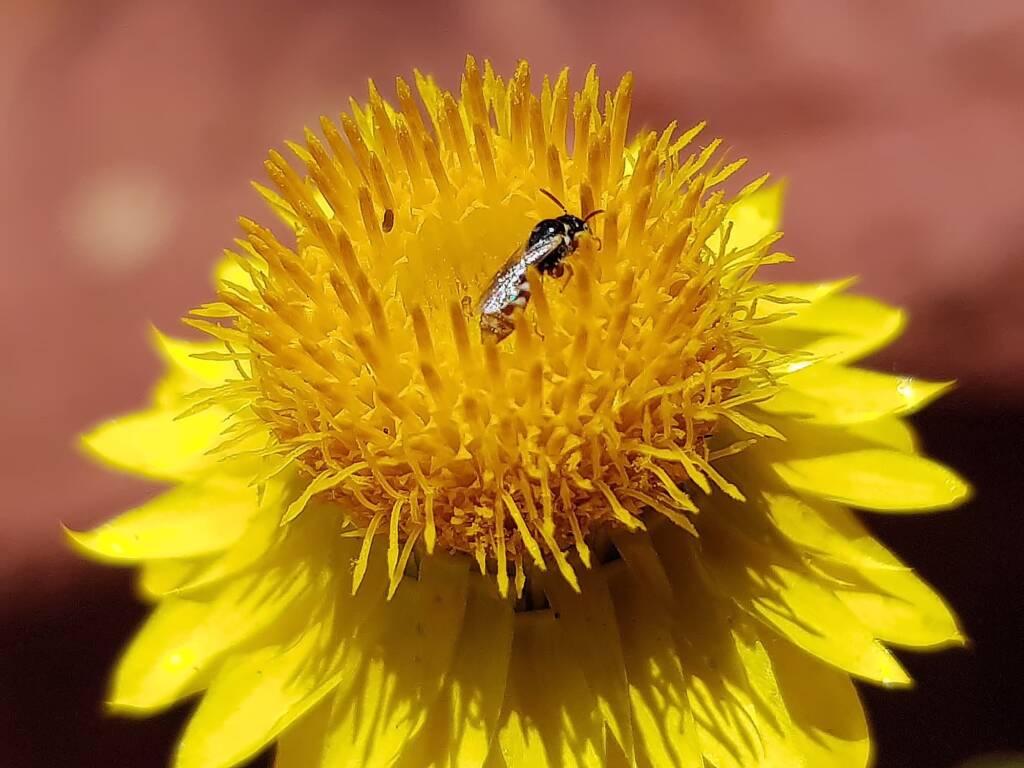 Exoneurella eremophila on the Golden Everlasting (Xerochrysum bracteatum), Alice Springs Desert Park NT