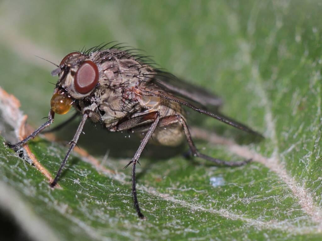 Fly (possibly Phaonia tuguriorum) bubbling nectar, Ophir Central Tablelands NSW © Shane Lear