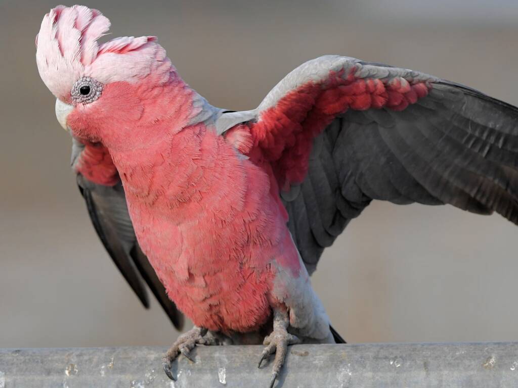 Galah (Eolophus roseicapilla) © Dorothy Latimer