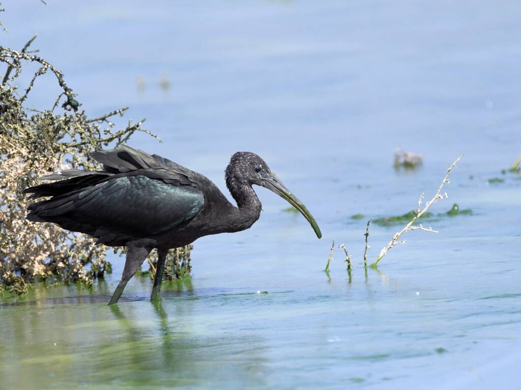 Glossy Ibis (Plegadis falcinellus), Alice Springs Waste Stabilisation Ponds NT