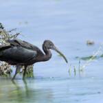 Glossy Ibis (Plegadis falcinellus), Alice Springs Waste Stabilisation Ponds NT