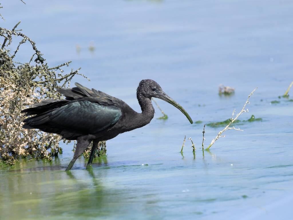 Glossy Ibis (Plegadis falcinellus), Alice Springs Waste Stabilisation Ponds NT