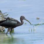 Glossy Ibis (Plegadis falcinellus), Alice Springs Waste Stabilisation Ponds NT