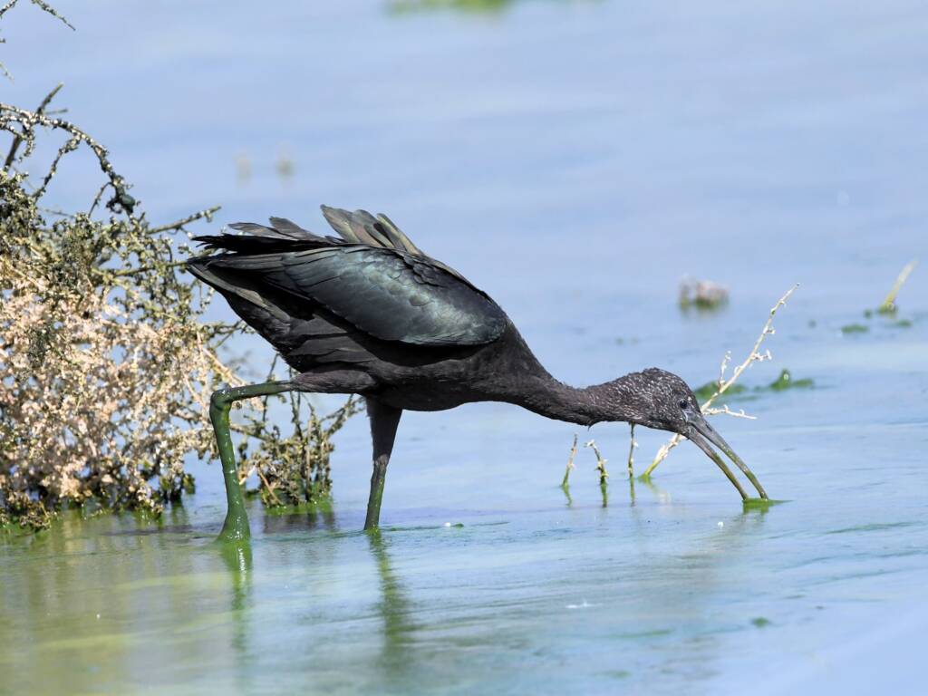 Glossy Ibis (Plegadis falcinellus), Alice Springs Waste Stabilisation Ponds NT