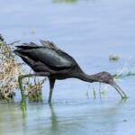 Glossy Ibis (Plegadis falcinellus), Alice Springs Waste Stabilisation Ponds NT
