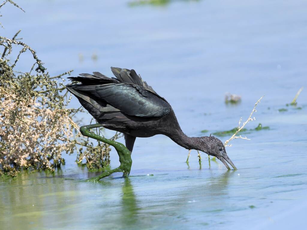 Glossy Ibis (Plegadis falcinellus), Alice Springs Waste Stabilisation Ponds NT