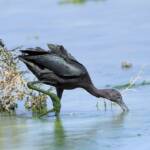 Glossy Ibis (Plegadis falcinellus), Alice Springs Waste Stabilisation Ponds NT