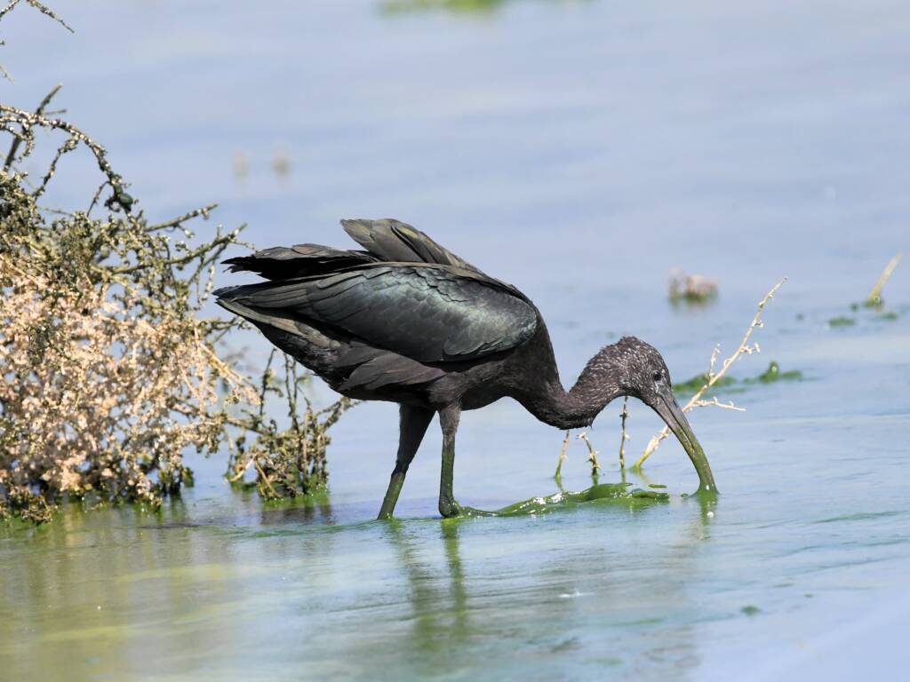 Glossy Ibis (Plegadis falcinellus), Alice Springs Waste Stabilisation Ponds NT