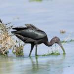 Glossy Ibis (Plegadis falcinellus), Alice Springs Waste Stabilisation Ponds NT