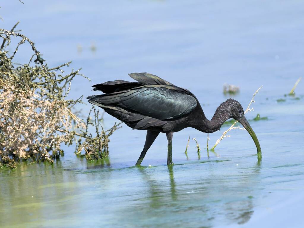 Glossy Ibis (Plegadis falcinellus), Alice Springs Waste Stabilisation Ponds NT