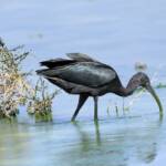 Glossy Ibis (Plegadis falcinellus), Alice Springs Waste Stabilisation Ponds NT