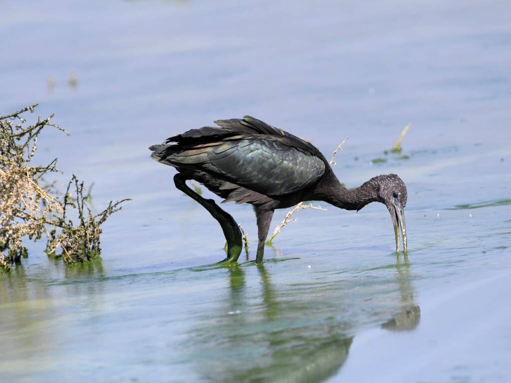 Glossy Ibis (Plegadis falcinellus), Alice Springs Waste Stabilisation Ponds NT