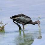 Glossy Ibis (Plegadis falcinellus), Alice Springs Waste Stabilisation Ponds NT