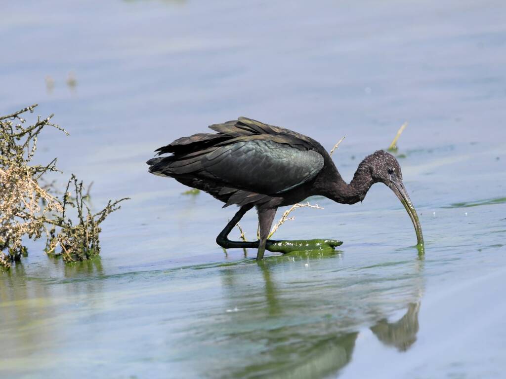 Glossy Ibis (Plegadis falcinellus), Alice Springs Waste Stabilisation Ponds NT