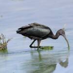 Glossy Ibis (Plegadis falcinellus), Alice Springs Waste Stabilisation Ponds NT