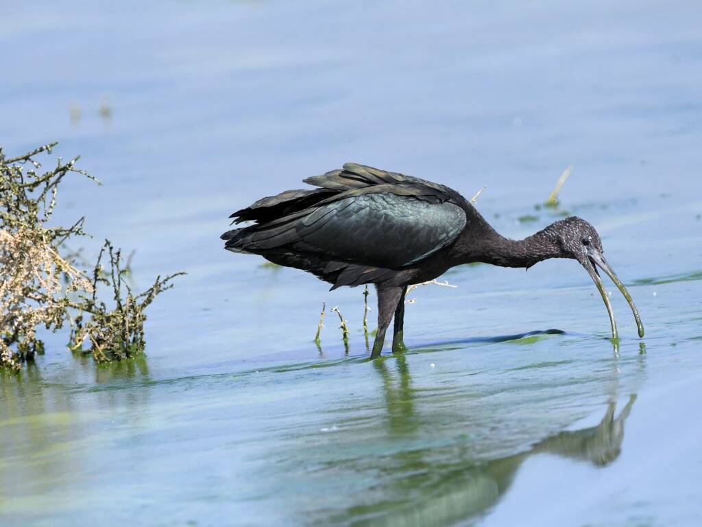 Glossy Ibis (Plegadis falcinellus), Alice Springs Waste Stabilisation Ponds NT