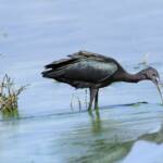 Glossy Ibis (Plegadis falcinellus), Alice Springs Waste Stabilisation Ponds NT