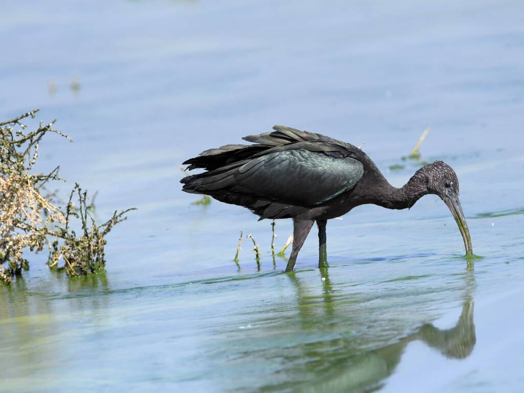 Glossy Ibis (Plegadis falcinellus), Alice Springs Waste Stabilisation Ponds NT
