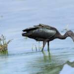 Glossy Ibis (Plegadis falcinellus), Alice Springs Waste Stabilisation Ponds NT