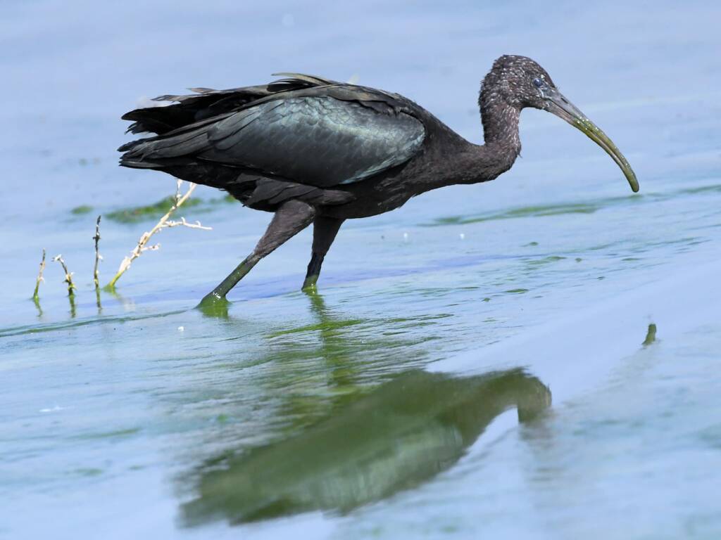 Glossy Ibis (Plegadis falcinellus), Alice Springs Waste Stabilisation Ponds NT