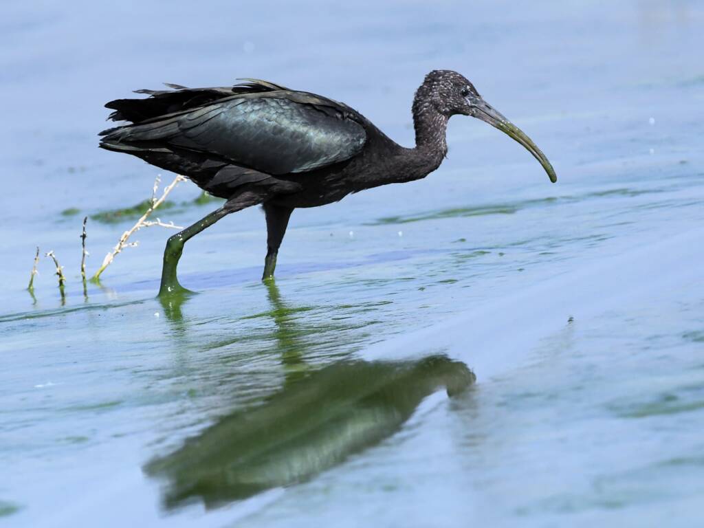 Glossy Ibis (Plegadis falcinellus), Alice Springs Waste Stabilisation Ponds NT