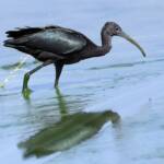 Glossy Ibis (Plegadis falcinellus), Alice Springs Waste Stabilisation Ponds NT