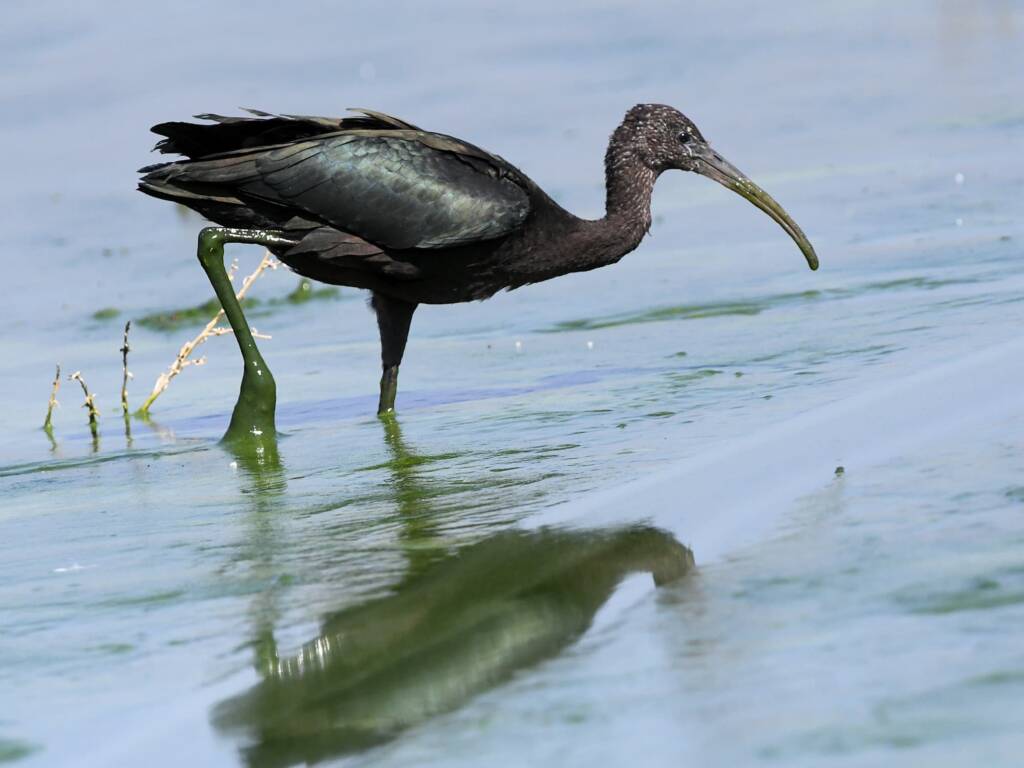 Glossy Ibis (Plegadis falcinellus), Alice Springs Waste Stabilisation Ponds NT