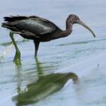 Glossy Ibis (Plegadis falcinellus), Alice Springs Waste Stabilisation Ponds NT