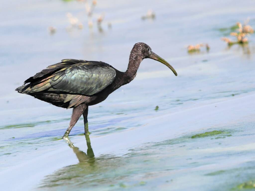 Glossy Ibis (Plegadis falcinellus), Alice Springs Waste Stabilisation Ponds NT