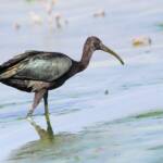 Glossy Ibis (Plegadis falcinellus), Alice Springs Waste Stabilisation Ponds NT