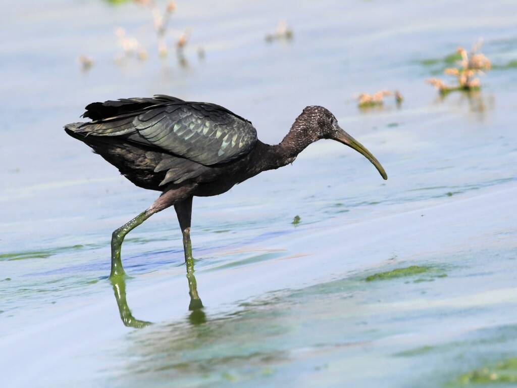 Glossy Ibis (Plegadis falcinellus), Alice Springs Waste Stabilisation Ponds NT