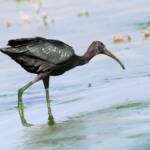 Glossy Ibis (Plegadis falcinellus), Alice Springs Waste Stabilisation Ponds NT