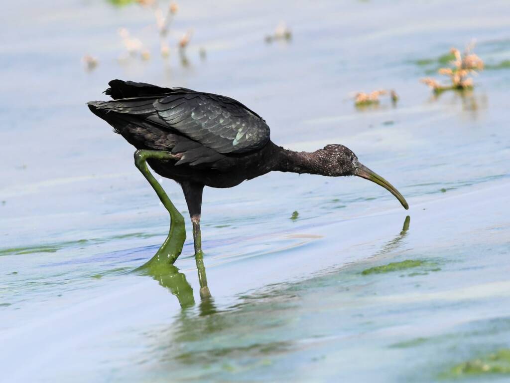 Glossy Ibis (Plegadis falcinellus), Alice Springs Waste Stabilisation Ponds NT