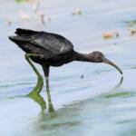 Glossy Ibis (Plegadis falcinellus), Alice Springs Waste Stabilisation Ponds NT