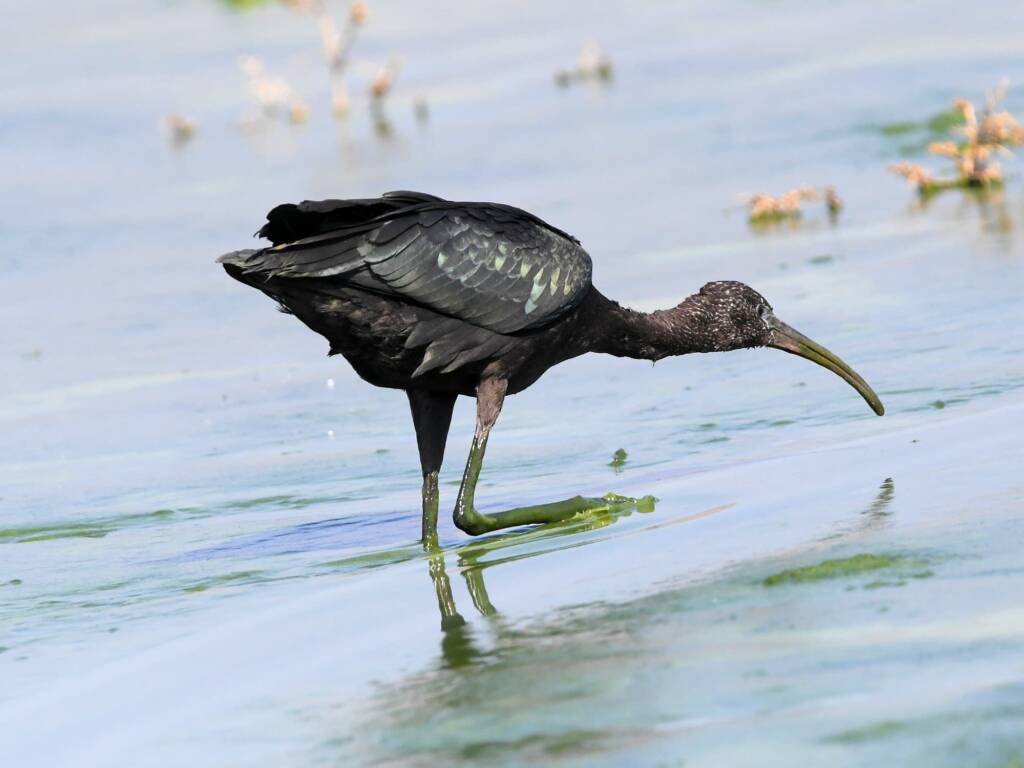 Glossy Ibis (Plegadis falcinellus), Alice Springs Waste Stabilisation Ponds NT