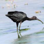 Glossy Ibis (Plegadis falcinellus), Alice Springs Waste Stabilisation Ponds NT
